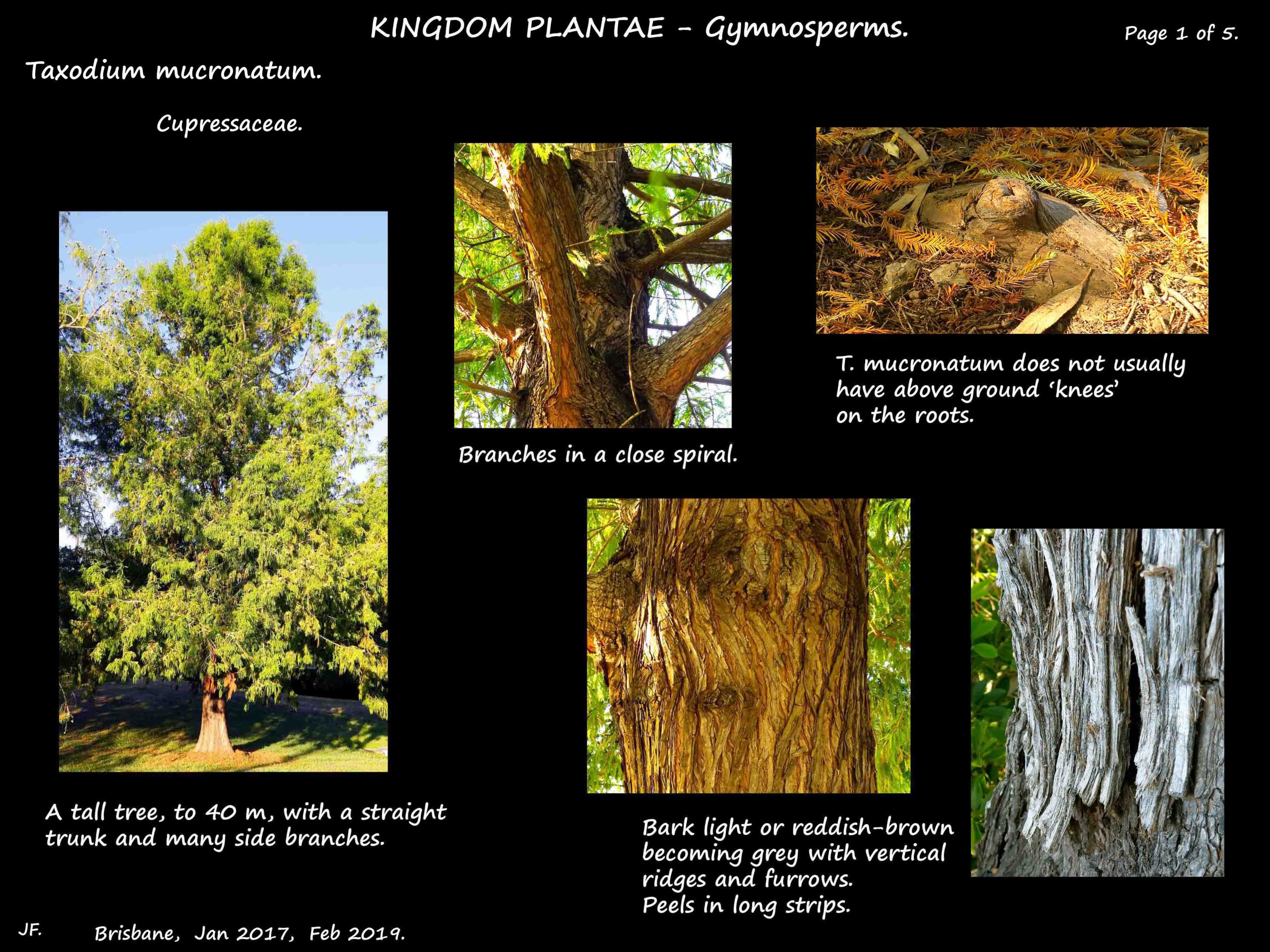 1 Taxodium mucronatum tree & bark
